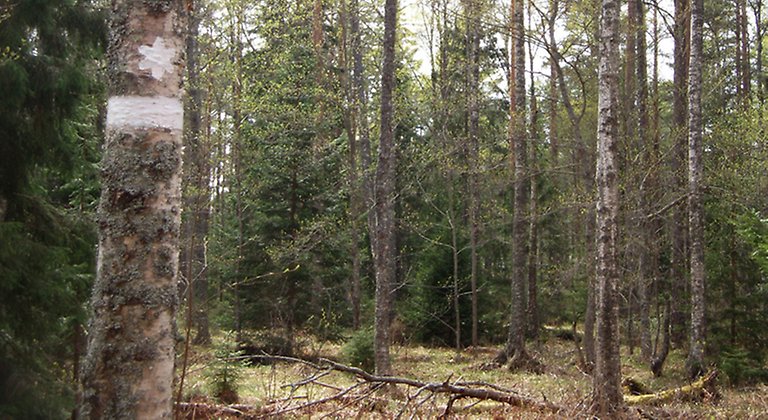 Den lövrika blandskogen i Lövsalens naturreservat. Foto: Länsstyrelsen Gävleborg