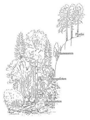 Illustration på ett sydväxtberg och dess olika delar.