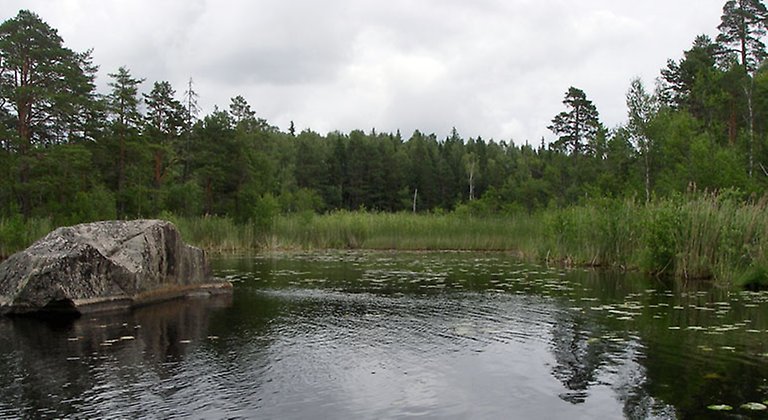 Ormön är trots namnet inte en ö, utan har landförbindelse. Foto: Länsstyrelsen Gävleborg