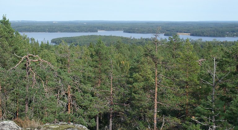 Större delen av skogen på Lingatjärnsberget utgörs av riktigt gammal tallskog och barrblandskog. Foto: Länsstyrelsen Gävleborg