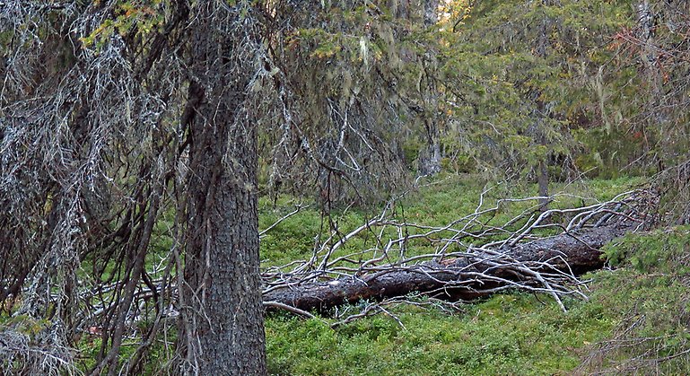Ainavartos trolska granurskog. Foto: Länsstyrelsen Norrbotten