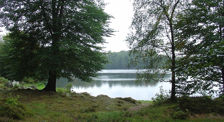 Lövskog vid Dagstorpssjön. Foto: Mona Persson