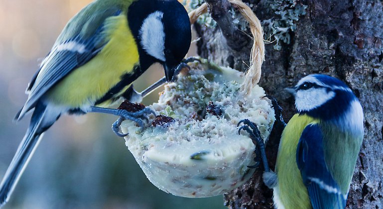 Två fåglar äter fågelmat