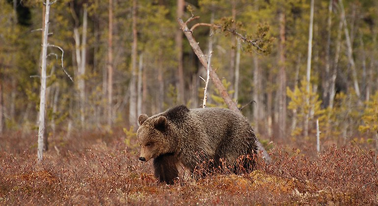 Björn i skogen. Foto: Lars Wiklund