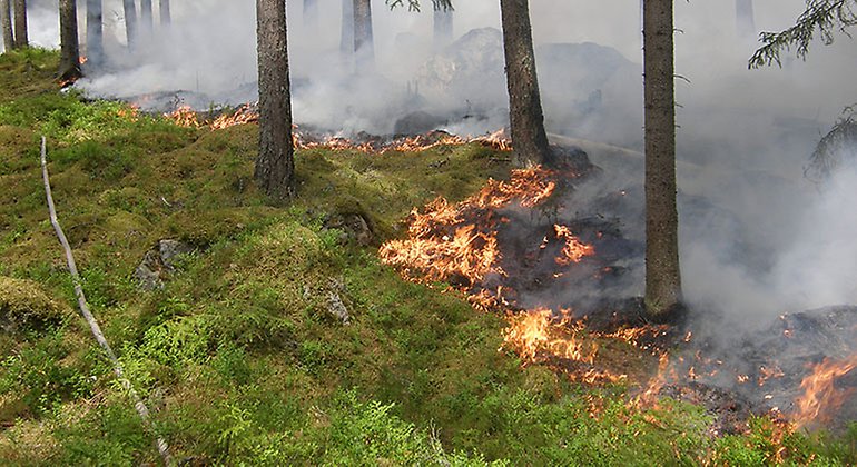 Planerad naturvårdsbränning i Florarna den 27 maj