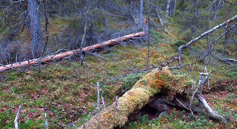 Bilden visar döda liggande trädstammar med mossa på som det finns gott om i reservatet. Död ved är till glädje för många sällsynta arter.