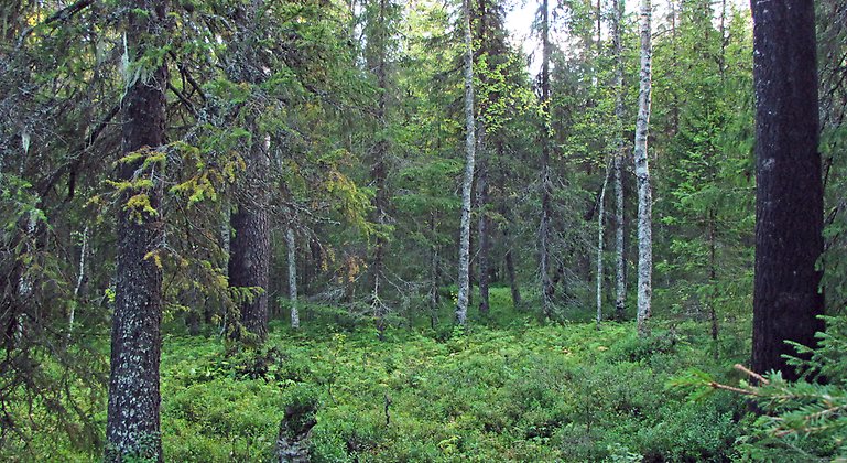 Bilden visar naturreservatets
skogar som har ett stort inslag av olika lövträd.