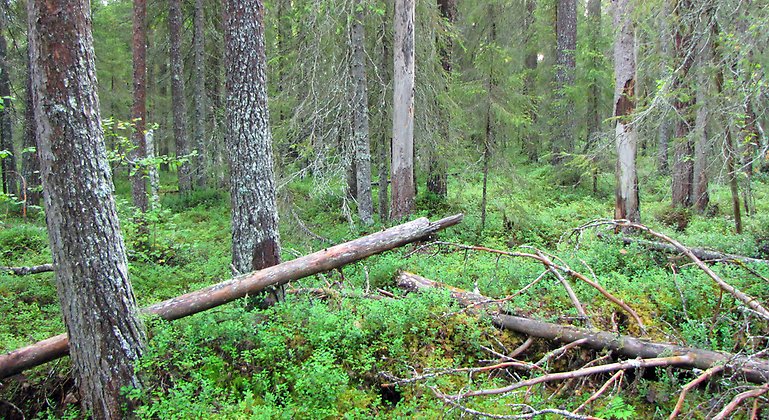 Bild som visar gammal skog med liggande och stående döda träd. De gillas av arterna.