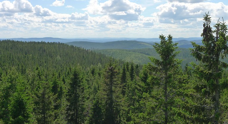 Utsikt över skog och berg i Stora Öråsens naturreservat