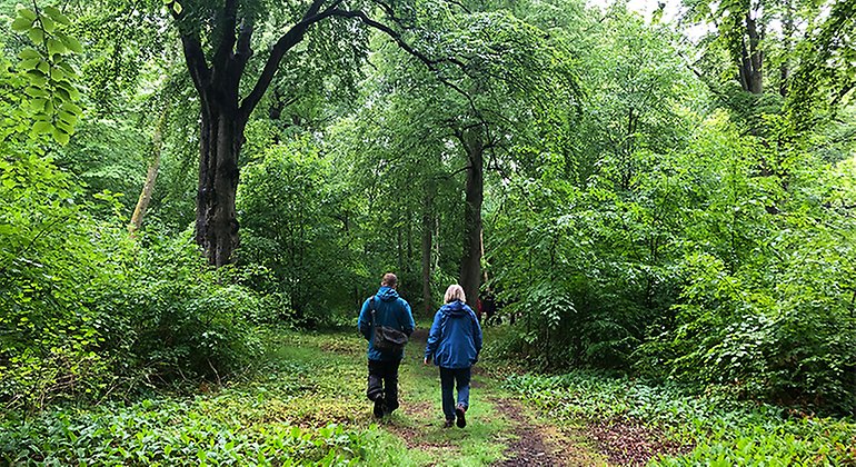 Vandring i bokskog och lindäng. Foto: Carina Zätterström