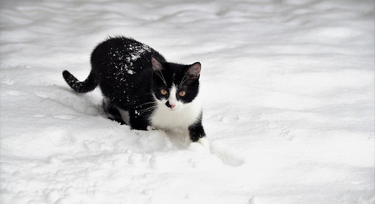 Katt som går i snön