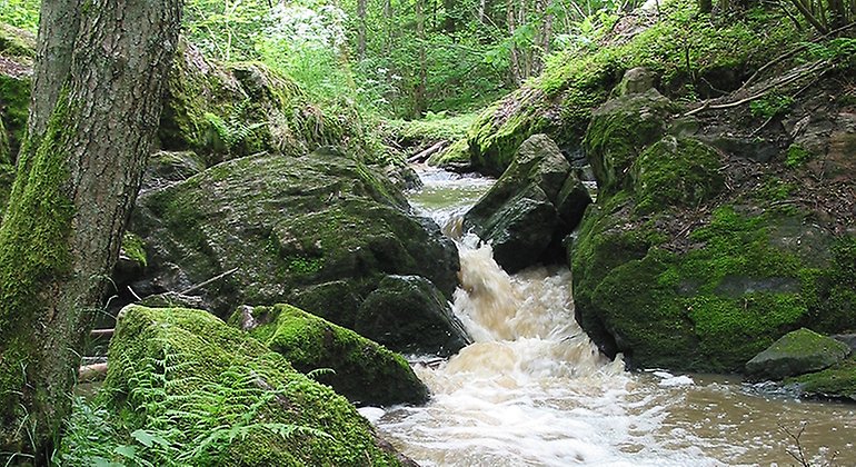 En bäck forsar fram genom berg och sten i en skog.