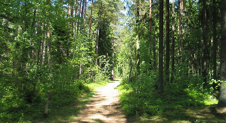 En led mellan grönskande träd.