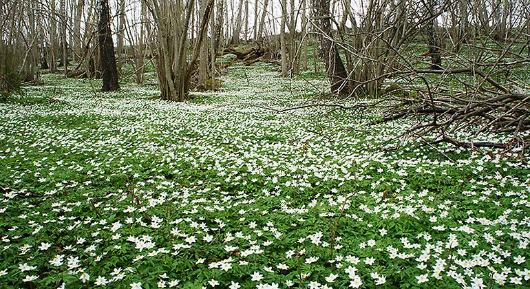 Vita vårblommor med gröna blad på marken (vitsippor). Buskar och träd bland blommorna.