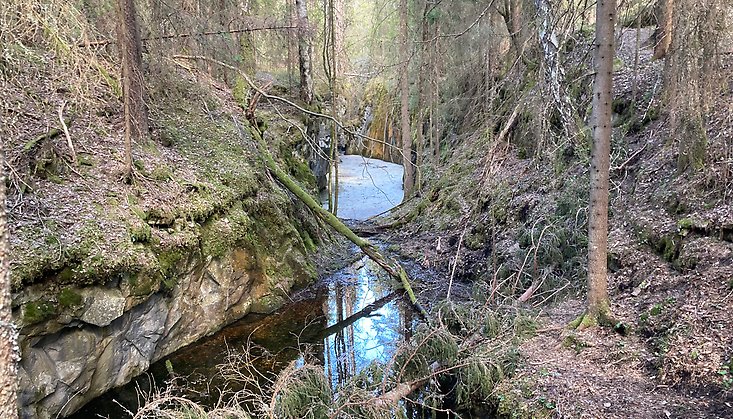 skogsmiljö med vattendrag