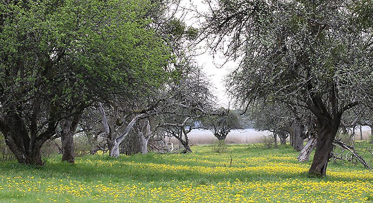 Fruktträd i rader på våren.