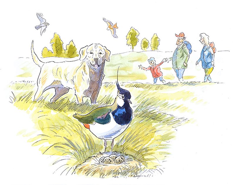 Illustration av Peter Elfman som visar en hund som stör fågel med bo.