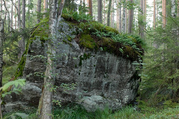 Ett av de få stora stenblock i området. Foto Gävle kommun