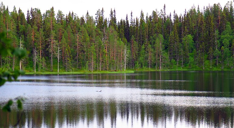 Vy över sjön Illok som gett reservatet sitt namn. Foto: Länsstyrelsen Norrbotten