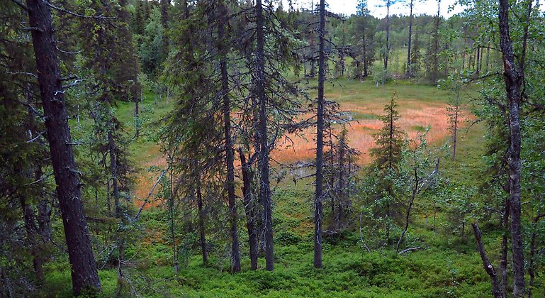 Mellan de skogsklädda åsarna ligger små myrar. Foto: Länsstyrelsen Norrbotten