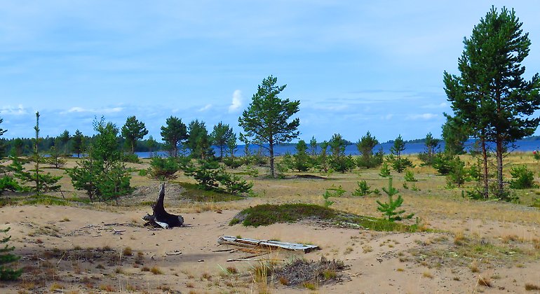 Strövvänlig tallskog på Långön. Foto: Länsstyrelsen Norrbotten