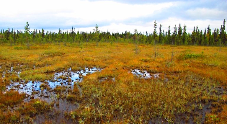 I reservatet breder ett myrlandskap ut sig. Foto: Länsstyrelsen Norrbotten