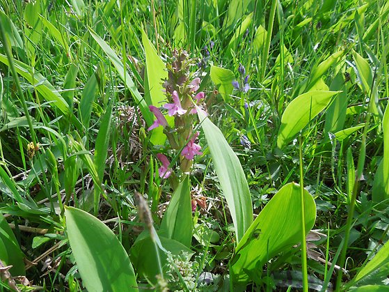 Jungrulinets nätta blå blommor, blad av liljekonvalj och den blommande orkidén granspira växer i gräset.