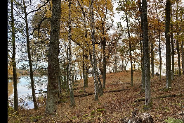 Höstfärger i blandskog på en udde. Vattnet skymtar mellan träden. Hamnskärs naturreservat. Foto: Naturföretaget