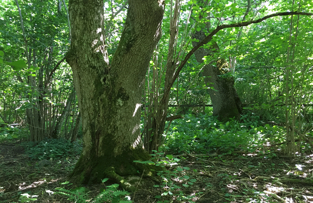 Stor trädstam i Grevagårdens naturreservat