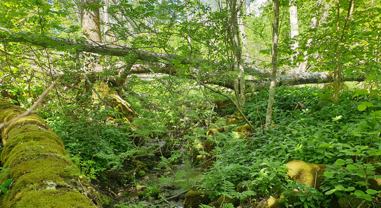 Lummig skog i Grevagårdens naturreservat