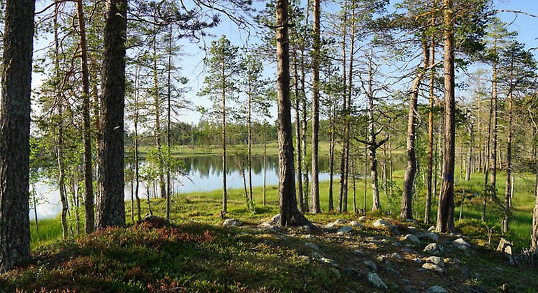 Jämtgavelns naturreservat. Foto: Johanna Öhrling