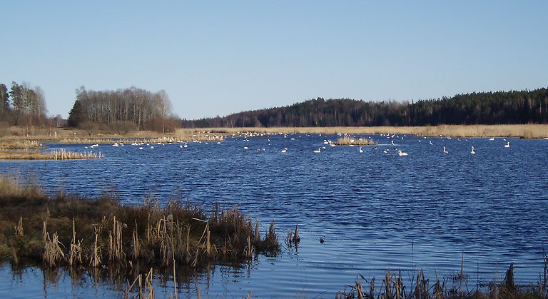Rastande fåglar i en sjö. Vass och skog runtom sjön.