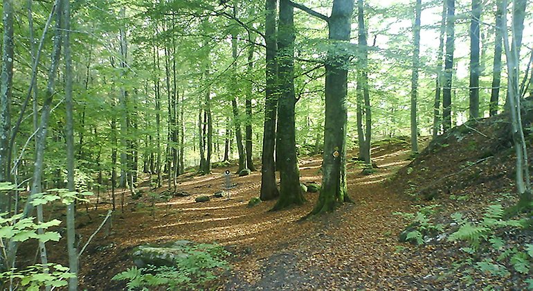 En gles lövskog med döda löv på marken.