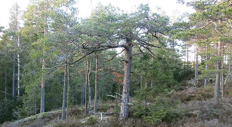 Kuperad barrskog.