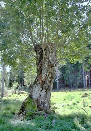Ett sälgträd på en äng i Skallskogs fäbod