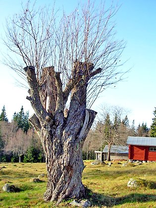 Sälgträd på en äng i Risåsa fäbod