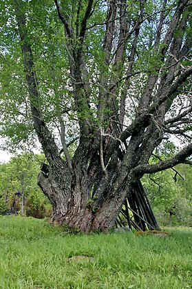 Ett träd på en äng vid Kläbergets fäbod