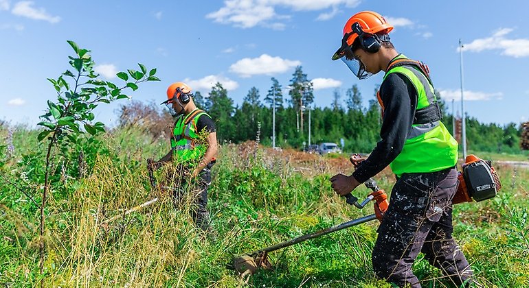 Person som jobbar med en röjsåg för att bekämpa den invasiva växten kanadensiskt
gullris