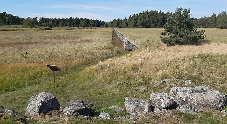 Bild på ett stort fält med vass och med skog i bakgrunden. In i bilden löper en gångbro i trä genom vassen. I förgrunden syns ett antal stora stenar som utgör del av husgrund.