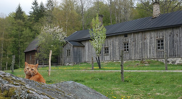 Gammal gård. Foto: Magnus Berglund