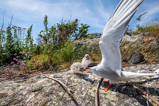 Fisktärna med utslagna vingar matar en unge på en klippa, en annan unge står bredvid. Foto: Johan Hammar