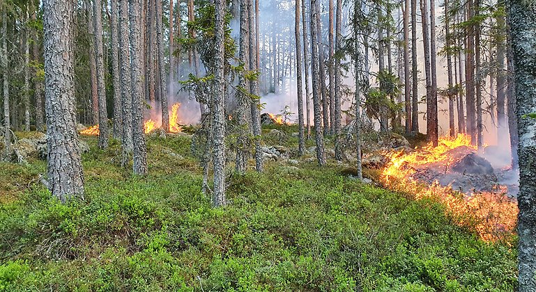 Planerad naturvårdsbränning i en barrskog.