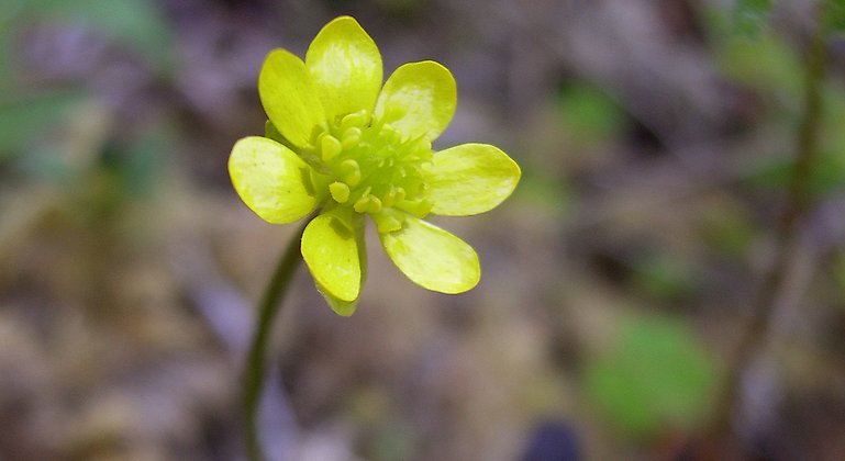 Närbild av en lappranunkel (gul blomma).