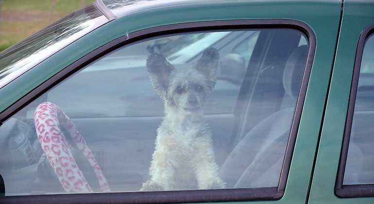 Hund i bil