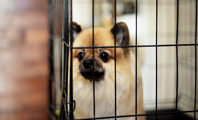 Närbild på en liten hund av rasen dvärgspets som sitter i en bur