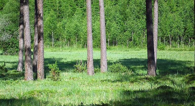 Några slanka tallar på en grön äng.