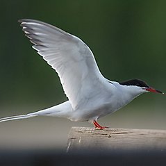 Vit fågel med svart huvud och röd näbb. Sitter på underlag med utfällda vingar.