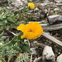 Starkt gul blomma och bitar av drivved.