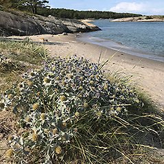 Tistelliknande buskage vid en sandstrand i en havsvik.