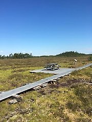 En rastplats längs träspången och en klarblå himmel.
